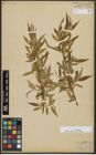 Foto von Salix alba subsp. micans (Andersson) Rech. f.